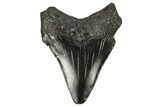Juvenile Megalodon Tooth - Georgia #115718-1